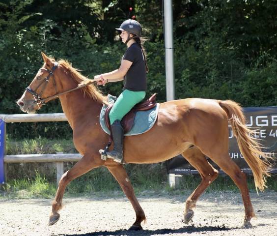 Trotteur étranger. fils de varenne 