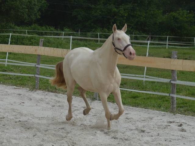Jument 4ans pp lusitanien perlino (testee)