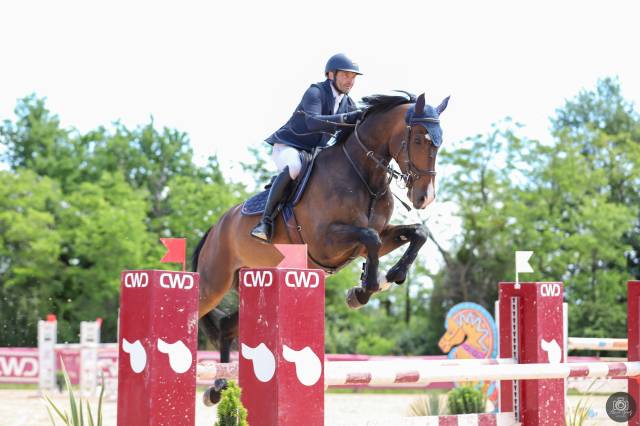 Cso - hongre de 8 ans 
