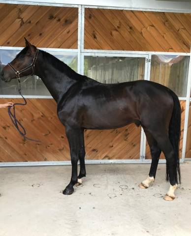 Hongre sf 10 ans contendro x kannan