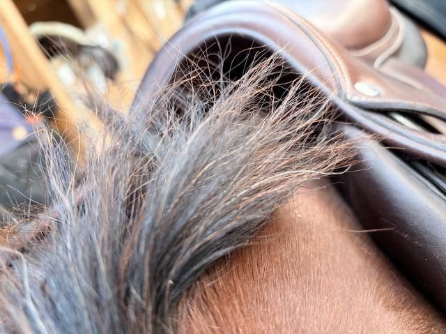 Selle Forestier S&eacute;oul 17,5" &ndash; 2AA &ndash; doubl&eacute;e veau &ndash; PRO 