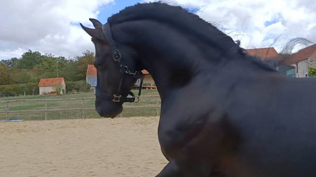 étalon frison – cheval d’exception par son caractère