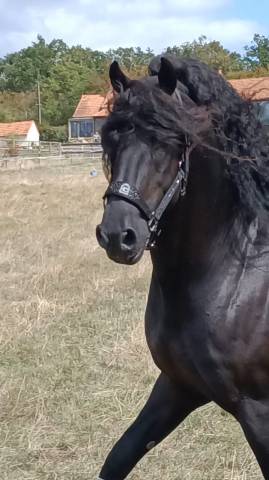 étalon frison – cheval d’exception par son caractère