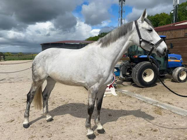à vendre : jument de 10 ans 