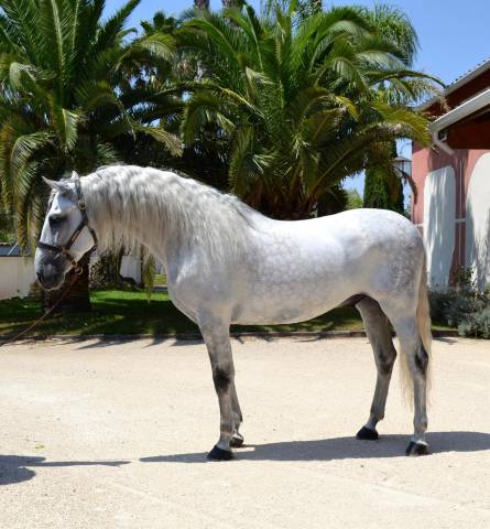 Cheval dressé