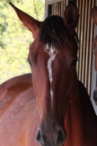Jeune cheval 3 ans sbs