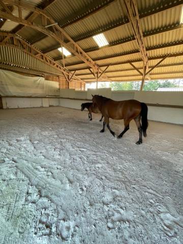 Pension chevaux 