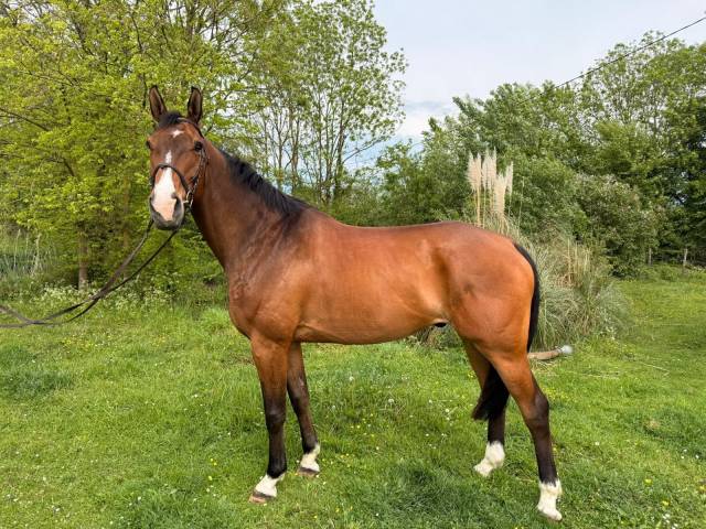 Cheval de grande taille