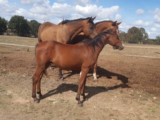 Poulain 14 mois
