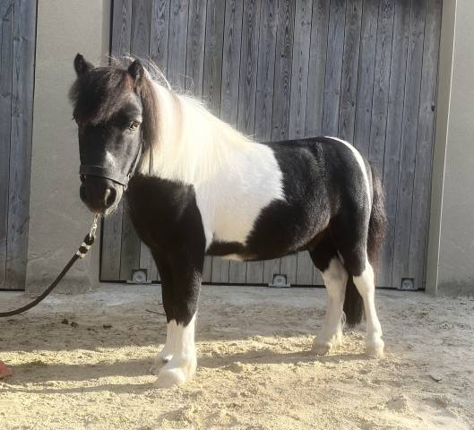 Poney shetland 