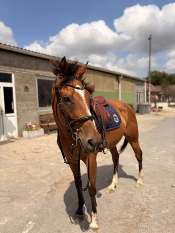 Cheval 