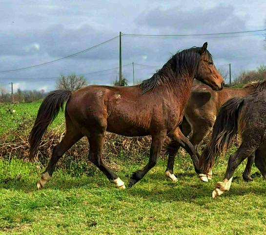 Poney welsh pony 