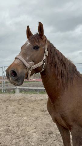 à vendre — luna, jument de 16 ans, polyvalente