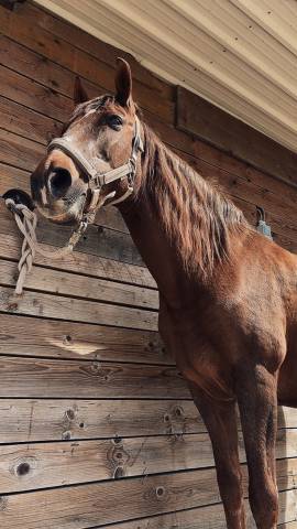 à vendre — luna, jument de 16 ans, polyvalente