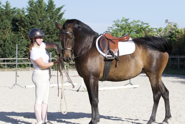 Jument pur sang lusitanien 5ans 