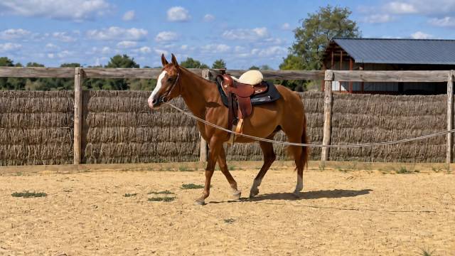 Quarter horse - jument - 3 ans - reining