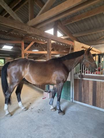Top cheval d'amateur ( quantum x echo des f