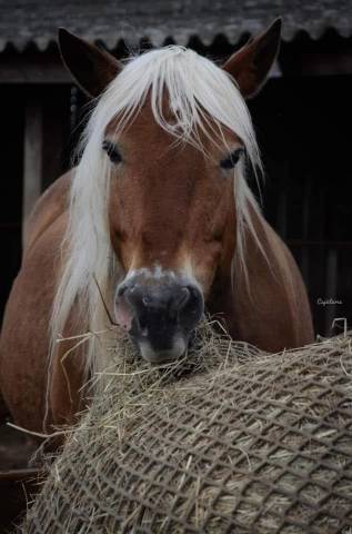 Pension chevaux et poneys au pré en troupeau 