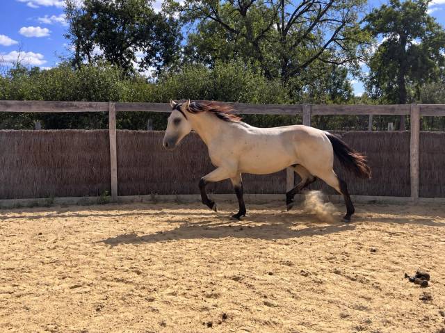 Quarter horse - entier - 1 ans - lignée reining