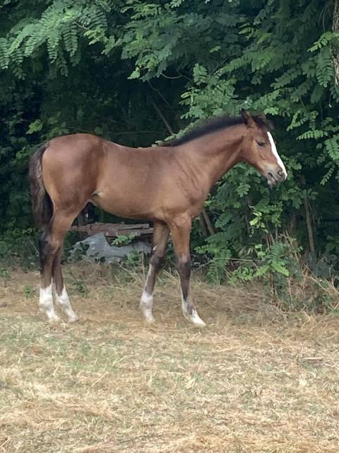 Yearling air jordan / adorado