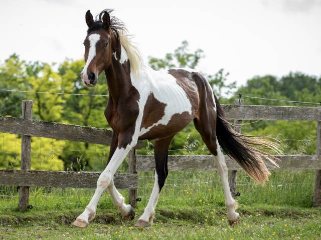Jeune cheval d'avenir