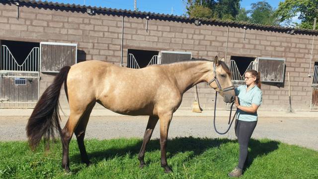 Pouliche pre 3 ans debourree