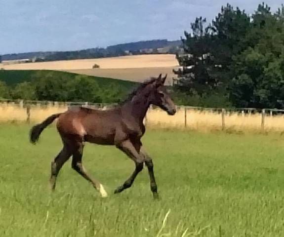 Foal mâle orienté cce/cso