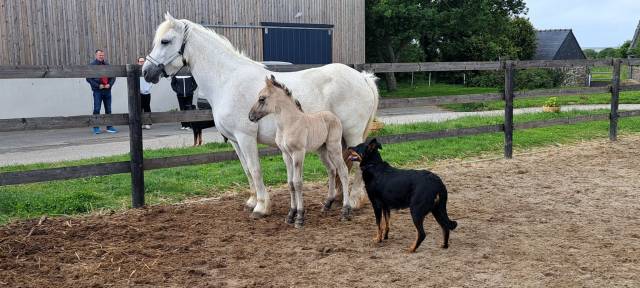 Poney highland