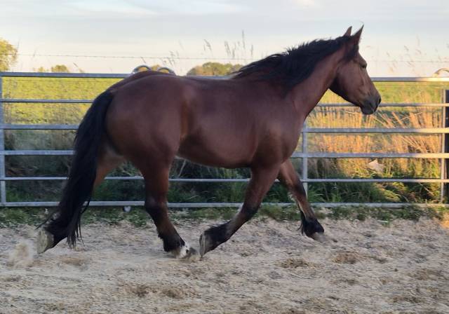 Jument croisée cob normand trait belge de 3 ans