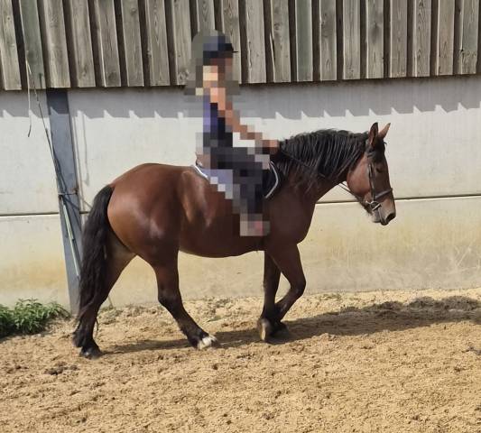 Jument croisée cob normand trait belge de 3 ans