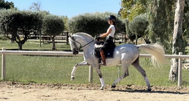 Cheval dressé