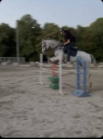 Hongre gris - 14 ans 