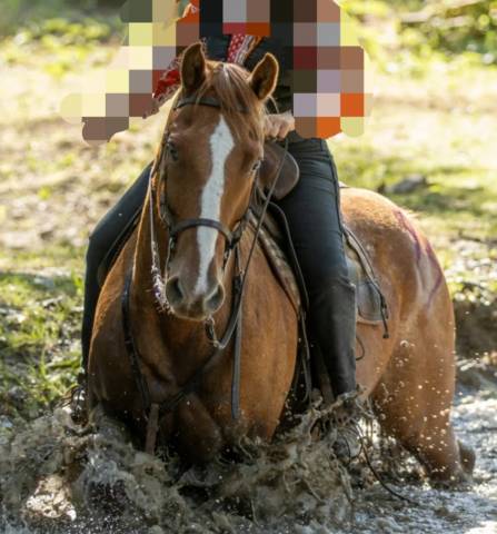 Hongre appaloosa