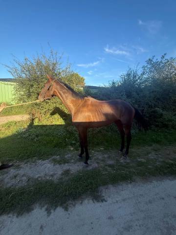 Pouliche aqps obstacles 4 ans