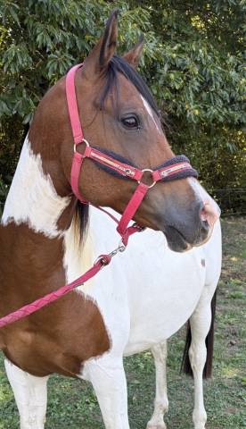Dsa hongre 1.48 pie 10 ans polyvalent