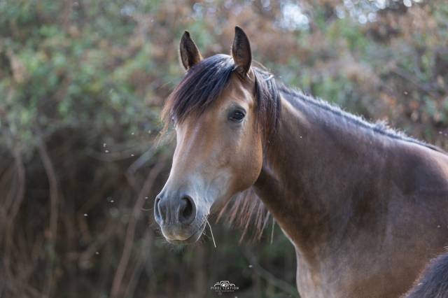 Poney français de selle (2025) – très manipulée