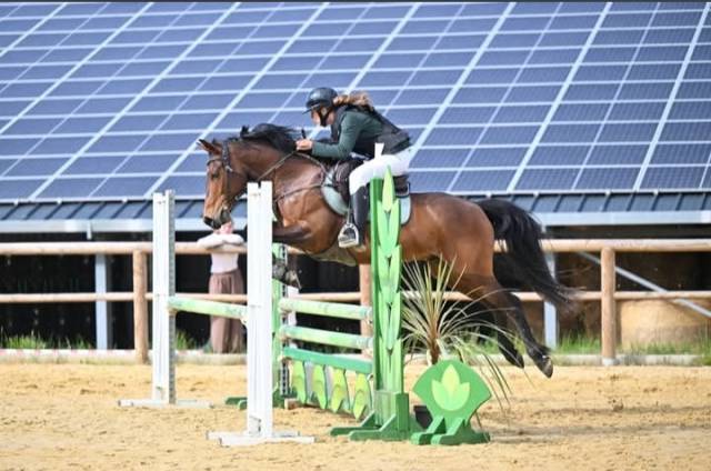 Poney de sport 8 ans connemara part bred