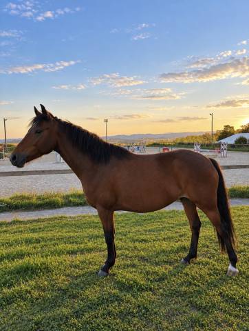 Poney de sport 