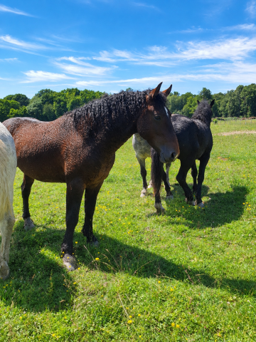 Cheval curly 