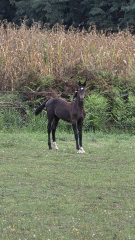 Qraken d'athéna ii mâle selle français 2026