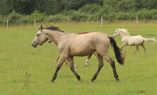 Femelle selle farnçais isabelle de 2 ans