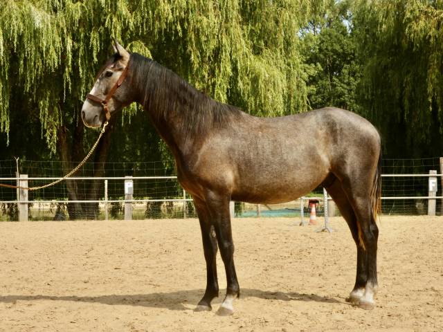 Cheval de sport et loisirs