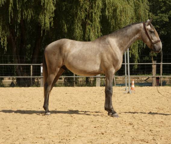 Cheval de sport et loisirs