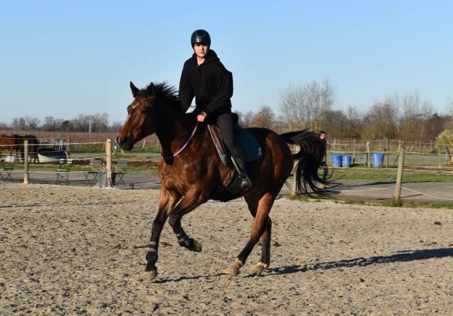 Cheval hongre maitre d'école