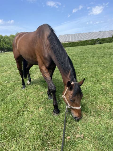 Hongre bai 14 ans par sir shutterfly