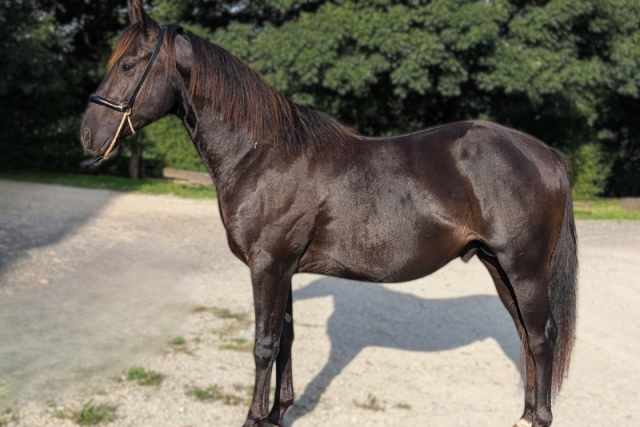 N' joy, superbe quarter horse mâle 