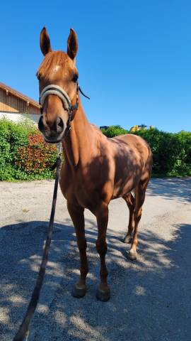 Cheval 9 ans pur sang 