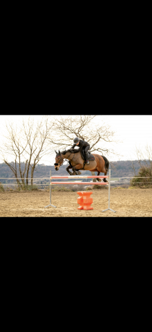 Jument de sport