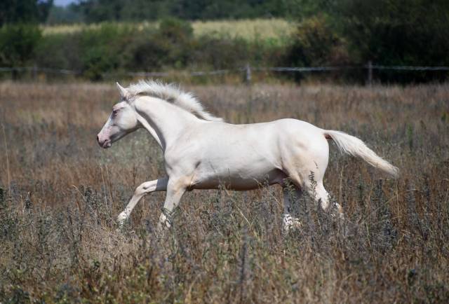 Jeune cheval lusitano sport