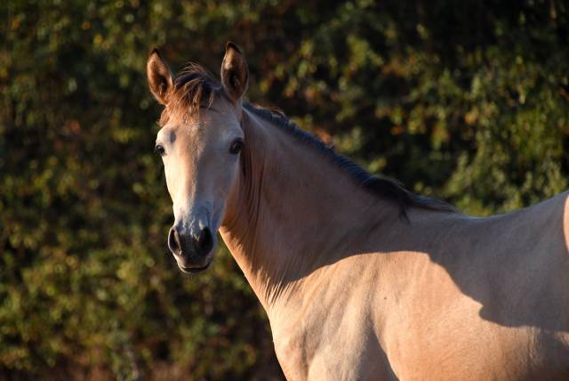 Jeune cheval sport ibérique